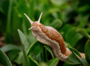 Улитки могут уничтожить весь урожай (изображение создано с помощью ИИ)