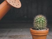 Как правильно пересадить кактус в домашних условиях?