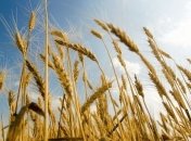 Аграрные аналитики снижают прогнозы урожая зерна в Украине