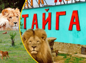 Экологи обвиняют руководство "Тайгана" в издевательстве над животными