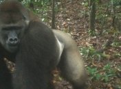 В Нигерии сфотографировали вымирающих горилл с детенышами (Фото)