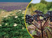 Ягоди красиві та привабливі, але їх краще не їсти