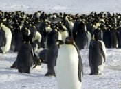 Украина выделит 25 млн грн на исследования в Антарктике