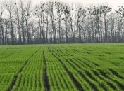 Метеорологи дали неутешительный прогноз для урожая ранних яровых