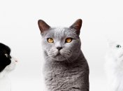 Близнюки, Діви та Скорпіони будуть шоковані зрадою