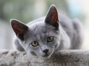 Назвали тварин, які є джерелом коронавірусу