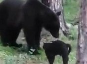 "Вася, нам не треба стільки м'яса": в мережу потрапило веселе відео, як кіт захистив господарів від ведмедя