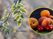 Які фрукти та ягоди постраждали від заморозків