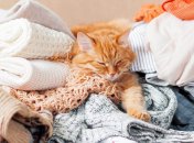 Простой способ, как убрать шерсть и ворсинки с одежды