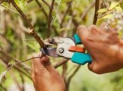 Не забудьте обрезать эти пять растений