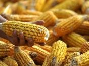 Украина существенно увеличила экспорт кукурузы