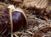 Лечебные свойства каштана