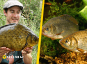 Золотой карась