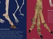 Книжная полочка. Кости и скелеты