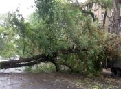 В Одессе деревом убило женщину