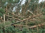 В Польше ураган уничтожил десятки гектаров леса, деревья ломались как спички