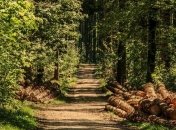 Ежегодно территории лесных покровов на Земле значительно уменьшаются