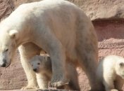 В чешском зоопарке посетители смогут увидеть белых медвежат