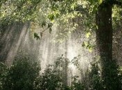 Погода на 8 березня: прогнозують дощ і тепло