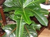 Как растение реагирует на опасность?