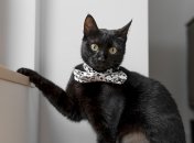 Найчастіше буде посміхатися удача Овнам, Ракам та Левам