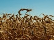 Цены на зерно в России достигли максимума с распада СССР