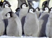 В Антарктике погибли почти все птенцы пингвинов