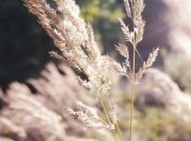 Прогноз погоды в Украине на 26 мая: жарко и ясно практически везде