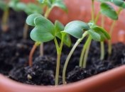 Лунный посевной календарь с 15 по 21 июля 2019 года