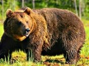 Медведь набросился на группу туристов и растерзал мальчика-подростка: детали трагедии в РФ