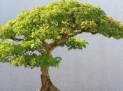 Ученые превратили растения в вычислительные устройства 