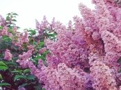 Погода в Украине 4 мая: облачно, без осадков 