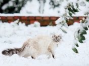 И снег и дождь: синоптик озвучила прогноз погоды на 10 февраля в Украине