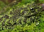 Мастера маскировки среди животных (Фото)