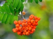 Народные рецепты: рябина против бессонницы