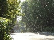 Как спастись от тополиного пуха: советы аллергикам