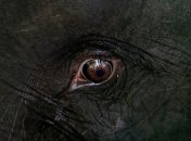 В России слонов гоняли по 40-градусному морозу и поили водкой