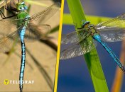 Стрекоза дозорщик