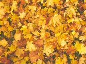 Свято 29 жовтня: народні прикмети і заборони