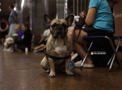 Собака в Киевском метро – привычный персонаж
