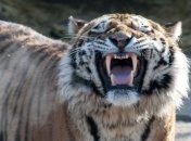 Житель Бангкока держал 6 тигров в квартире многоэтажного дома