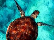 Специальные "корреспонденты": мониторить океаны теперь будут животные