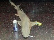 Разгадана тайна появления акулы в метро Нью-Йорка 