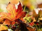 Погода в Украине на 28 октября: ожидаются ночные заморозки