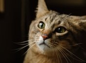 Бешеный кот покусал людей