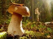 Какой гриб помогает похудеть?