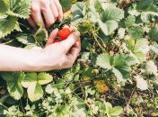 Полуниця може бути схильна до різних захворювань