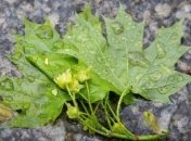 Прогноз погоды на 8 мая: в Украине умеренно-тепло и дожди