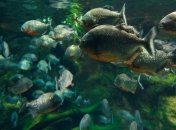 В Аргентине пираньи искусали людей  