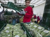 McDonald's прекратил продажи салатов в 3 тысячах ресторанов из-за отравления